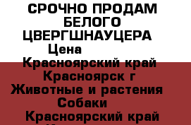 СРОЧНО ПРОДАМ БЕЛОГО ЦВЕРГШНАУЦЕРА › Цена ­ 20 000 - Красноярский край, Красноярск г. Животные и растения » Собаки   . Красноярский край,Красноярск г.